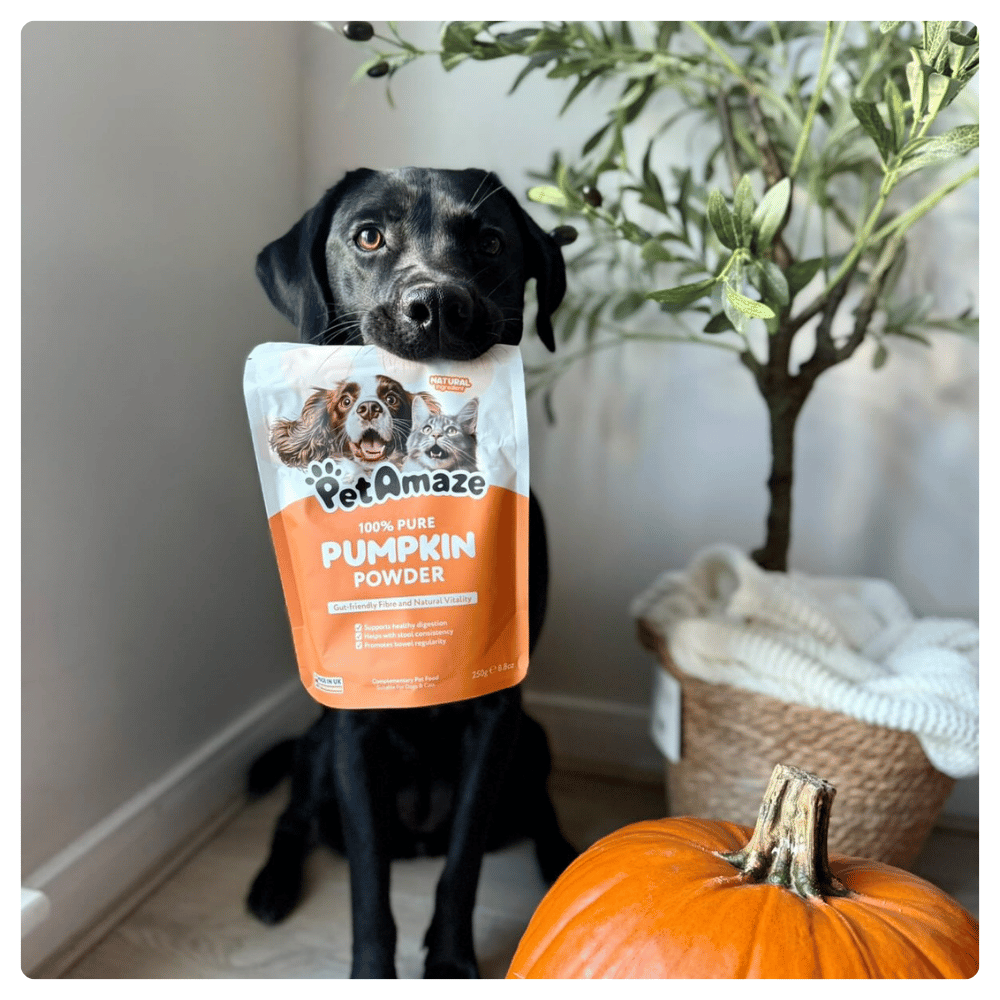 100% Pure Pumpkin Powder
