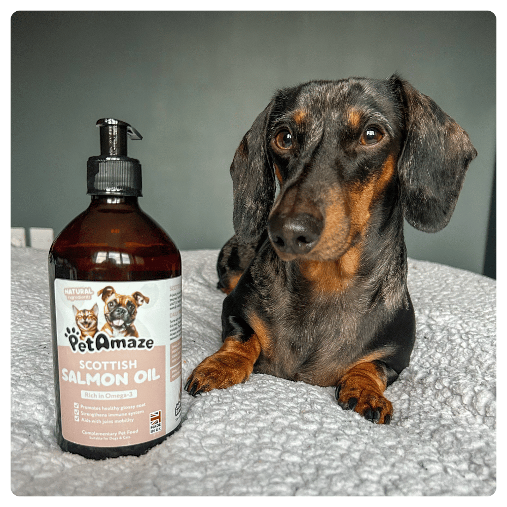 Dog next to a bottle of PetAmaze Scottish Salmon Oil on a textured surface.