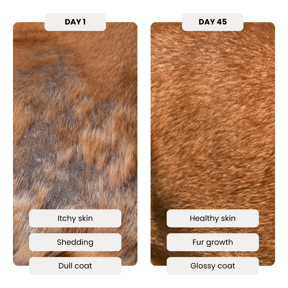 Before and after comparison of a dog's coat on Day 1 and Day 45 with labels indicating improvements.
