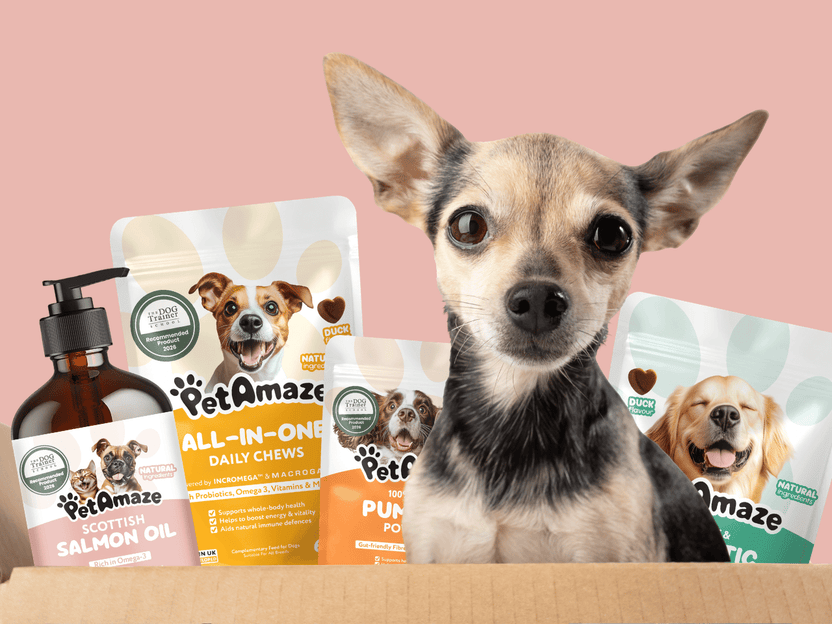 Small dog with PetAmaze pet products on a pink background