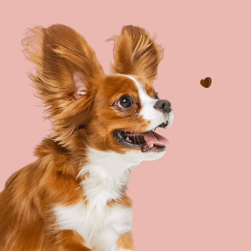 Dog with flappy ears on a pink background reaching for a chew