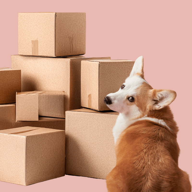 Dog looking over its shoulder next to a neat pile of unopened cardboard parcels