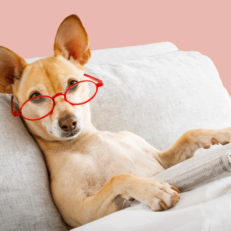 Dog wearing red glasses lying on a couch with a pink background