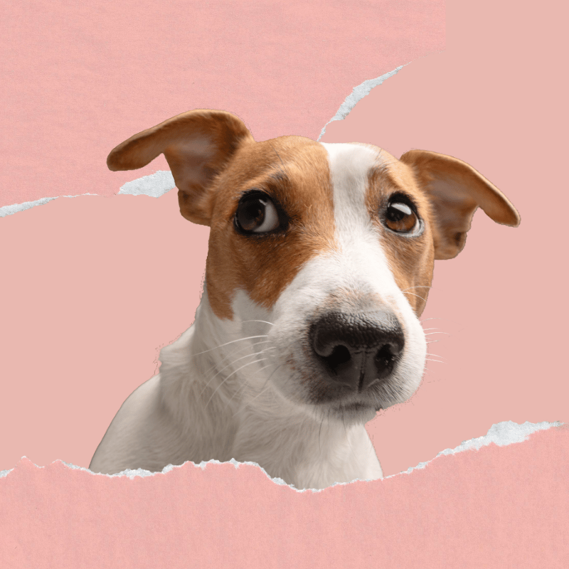 Dog's face peeking through a torn paper effect on a pink background