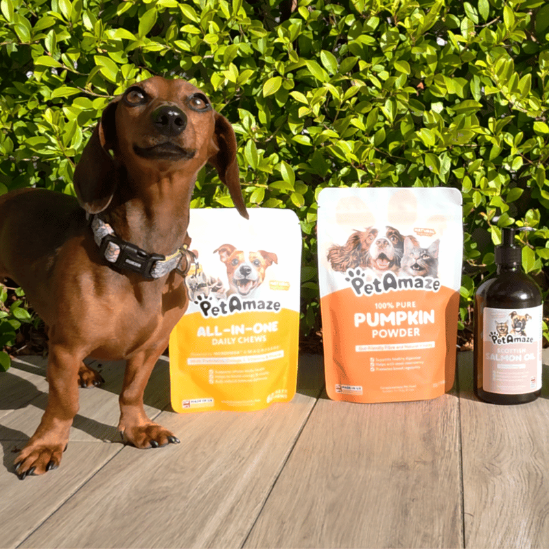 Dog standing next to Pet Amaze pet products including a bag, powder, and bottle on a wooden surface with green foliage in the background.