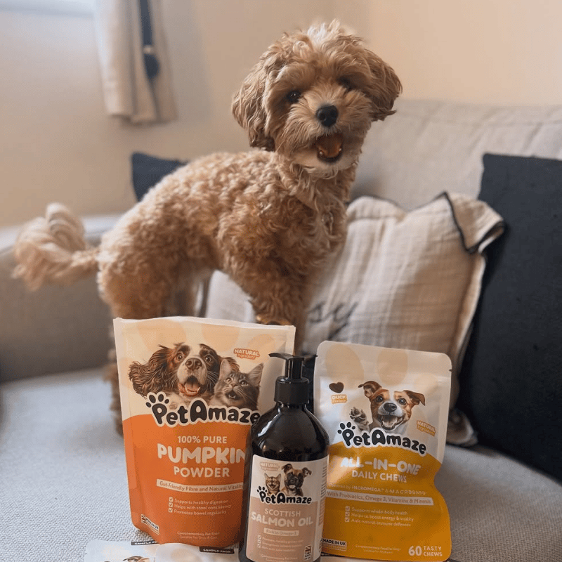 Dog standing next to PetAmaze products on a couch