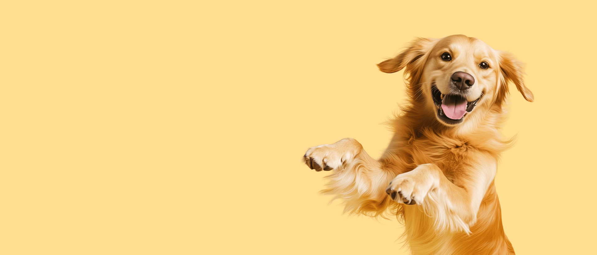 Happy golden retriever dog with front paws raised on a yellow background