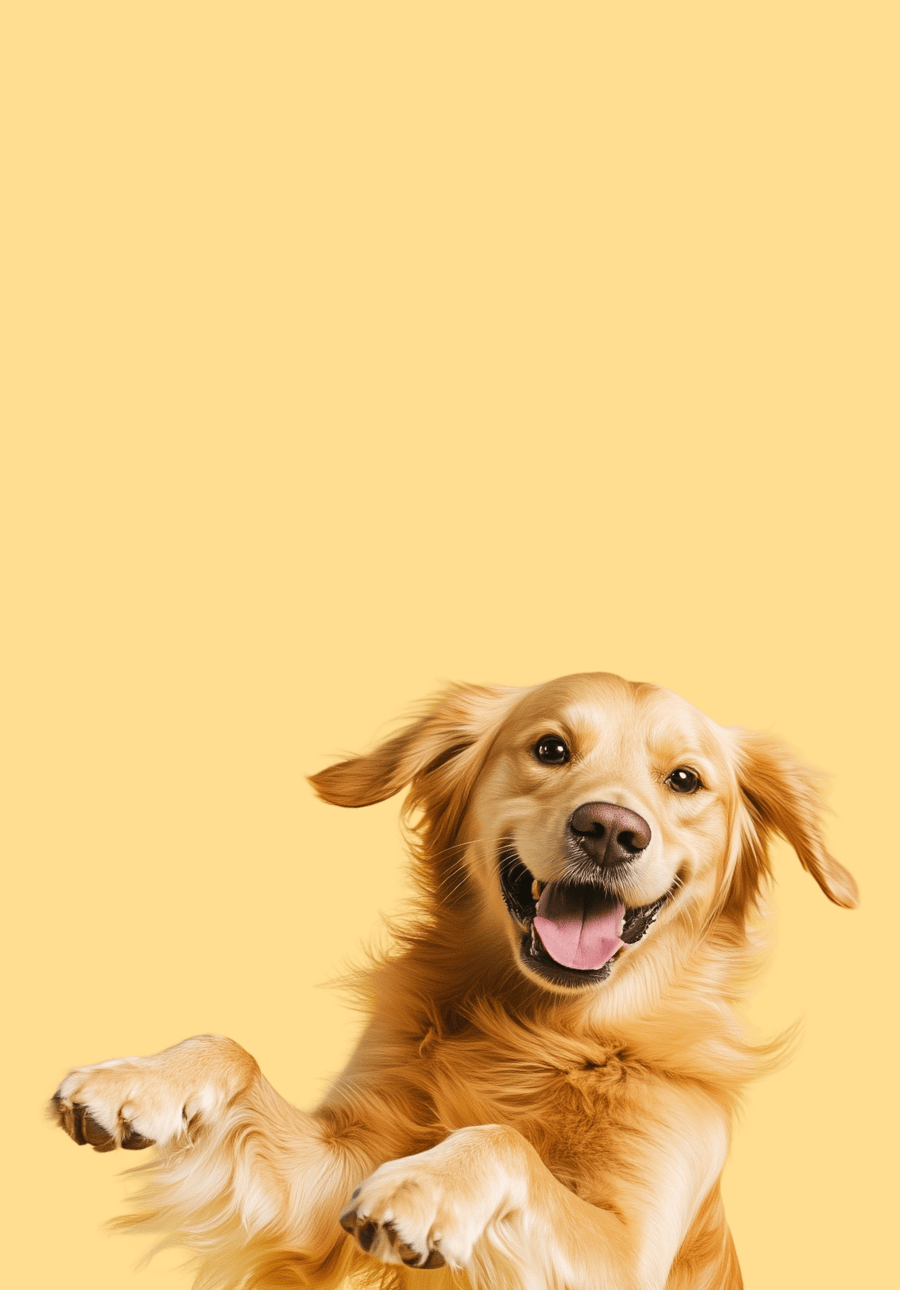 Happy golden retriever on a yellow background