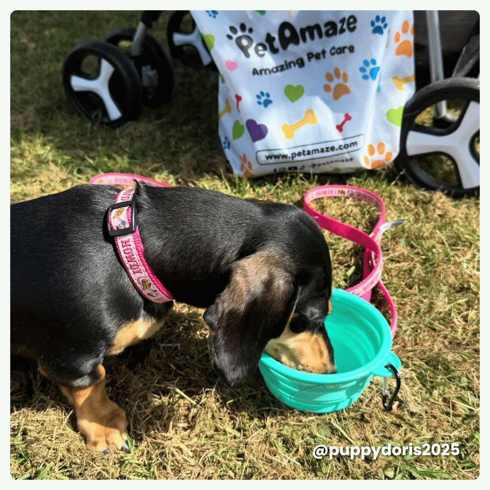 Dog drinking from a teal bowl on grass with a PetAmaze bag in the background